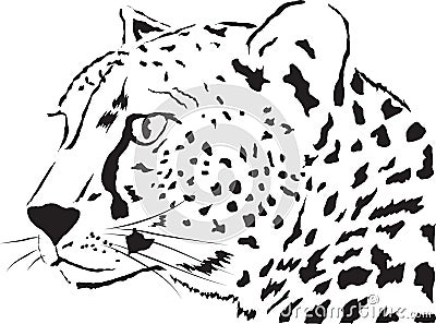 Leopard Vector Illustration