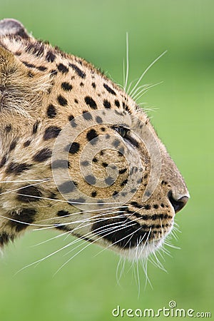 Leopard Stock Photo