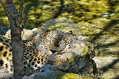 Leopard asleep in the early warm rays Stock Photo