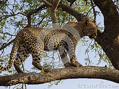 Leopard auf einem Baum Stock Photo