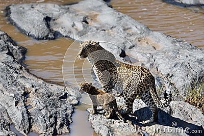 Leopard Bahati with cub like to cross the river in Masai Mara, Kenya Stock Photo