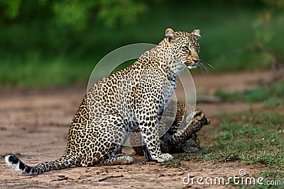 Leopard Bahati with playing cubs in Masai Mara, Kenya Stock Photo