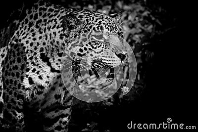 Leopard black and white Editorial Stock Photo