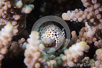 A Leopard Blenny - Leopard Rockskipper fish hiding between the coral Stock Photo