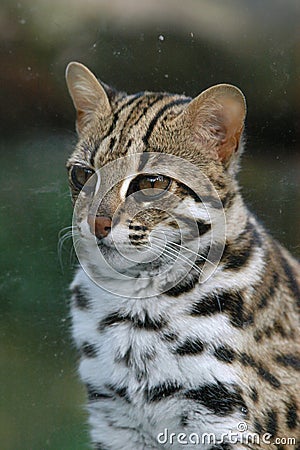 Leopard cat Stock Photo