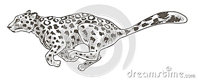 Leopard or cheetah, running nd hunting leopard Vector Illustration