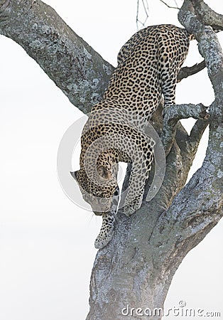 Leopard climbing down a tree at Masai Mara Stock Photo