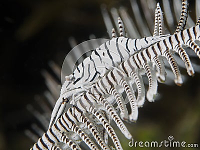 Leopard crinoid shrimp Stock Photo