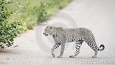 Leopard crossing the road, Kruger Stock Photo