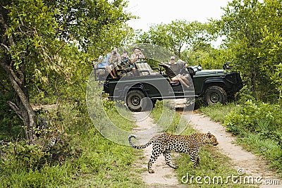 Leopard Crossing Road With Tourists In Background Stock Photo