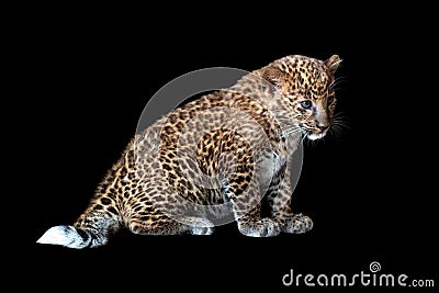 Leopard cub on a black background Stock Photo