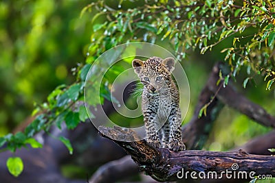 Leopard cub in Masai Mara, Kenya Stock Photo