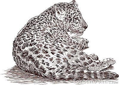 Leopard cub Vector Illustration