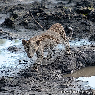 Leopard cub at a waterhole in Sabi Sands Game Reserve, Kruger, Mpumalanga, South Africa. Stock Photo