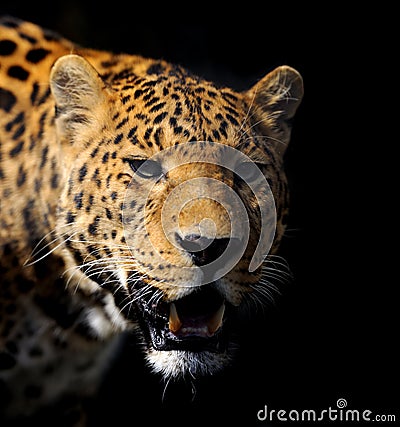 Leopard on dark background Stock Photo