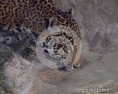 Leopard Drinking Water Stock Photo