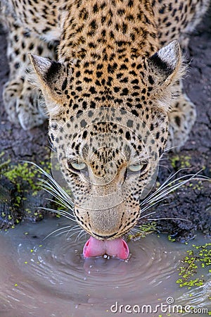 Leopard drinking water close up Stock Photo