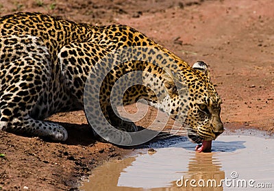 Leopard drinking water from puddles. National Park. Kenya. Tanzania. Maasai Mara. Serengeti. Cartoon Illustration