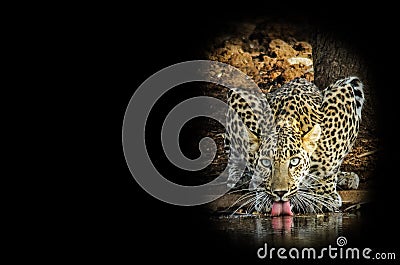 A leopard drinking water at a river Stock Photo