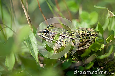 Leopard Frog in grass Stock Photo