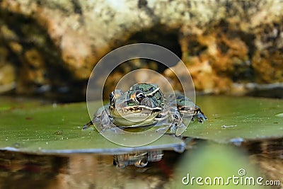 Southern leopard frog Lithobates sphenocephalus Stock Photo