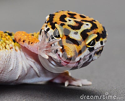 A Leopard gecko with attitude. Talk to the hand. Stock Photo