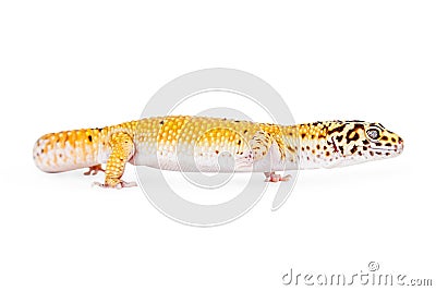 Leopard Gecko Crawling Forward Stock Photo