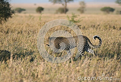 Leopard in grass Stock Photo