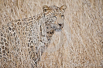 Leopard in grass South Africa Stock Photo