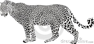 Leopard illustration Vector Illustration