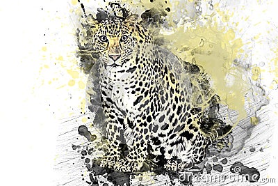 Leopard, Jaguar, predator painted colors Stock Photo