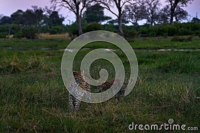 Leopard kitten with mother in the nature habitat. Nature wildlife, Okavango delta in Botswana, Africa. Wide angle lens in nature, Stock Photo