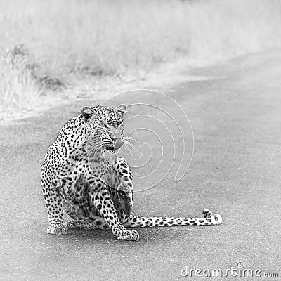 Leopard in Kruger National park, South Africa Stock Photo
