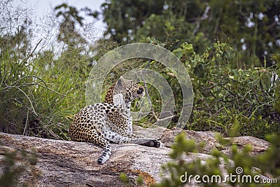 Leopard in Kruger National park, South Africa Stock Photo