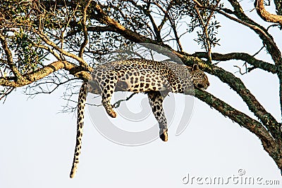 Leopard lazing in a tree Stock Photo