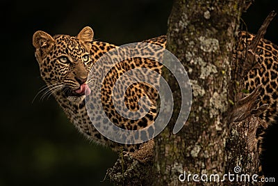 Leopard licks lips on branch looking up Stock Photo