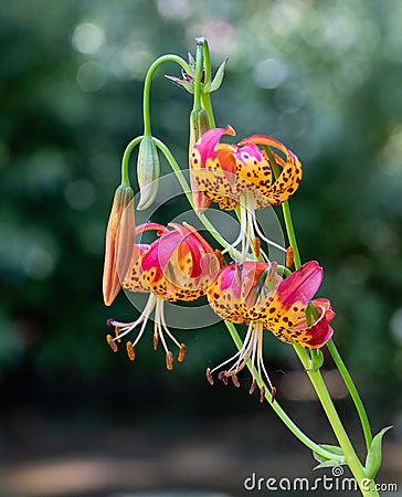 Leopard lilies by the lake at the Leckford Estate, Longstock, Hampshire UK Stock Photo