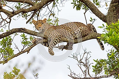 Leopard Lying On Branch Stock Photo