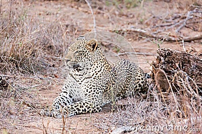 Leopard lying Stock Photo