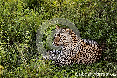Leopard lying, Serengeti Stock Photo