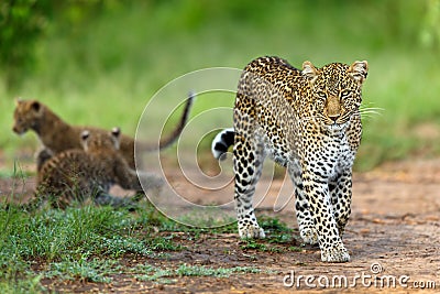 Leopard mother Bahati with playing cubs in the background Stock Photo