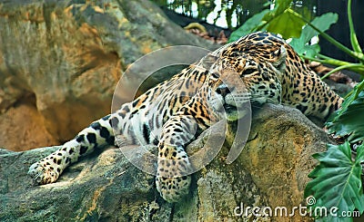 Leopard Napping on A Rock Stock Photo