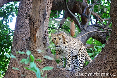 Leopard in National Park South Luangwa Stock Photo