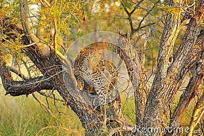 Leopard (Panthera pardus) Stock Photo