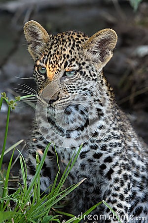 The leopard Panthera pardus, the cub. A young leopard hidden in a dark thicket Stock Photo