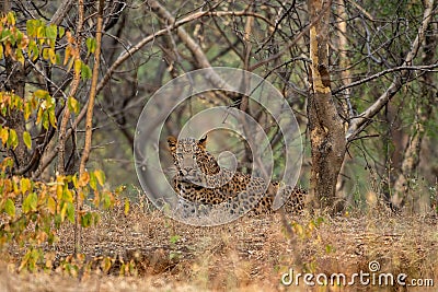 A leopard or Panthera pardus fusca stare in a green background after rainy season over from forest of central india at ranthambore Stock Photo