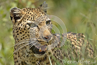 Leopard (Panthera pardus) Stock Photo