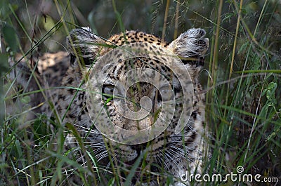 Leopard (Panthera pardus) Stock Photo