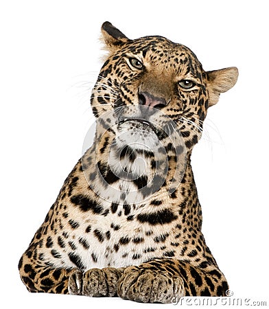 Leopard, Panthera pardus, lying Stock Photo