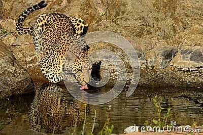 Leopard (Panthera pardus) Stock Photo